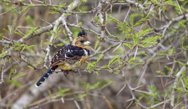 Crested Barbet (Trachyphonus vaillantii) or Black-backed Barbet, sitting on a branch of an acacia