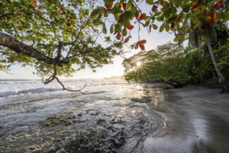 Sea and Caribbean sandy beach with tropical trees at sunrise, sun star, Caribbean coast, Playa