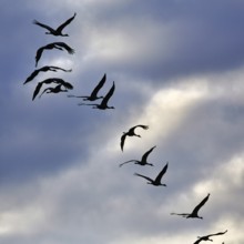 Cranes flying, grey crane (Grus grus), bird migration, silhouettes in the evening sky, Rehdener
