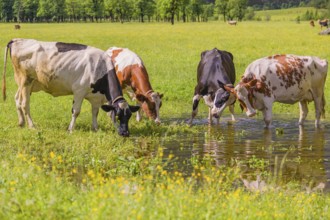 Holstein Friesian cattle stand in a puddle in a green meadow. A reflection of the cows and the