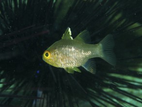 Greenish-yellowish fish, flagfin cardinalfish (Ostorhinchus hoevenii), swimming in a spiny