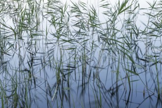 Reeds, lake, near Hartola, Finland