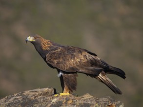 Golden eagle, (Aquila chrysaetos), bird of prey, hawk family, perch, biotope, habitat, foraging,