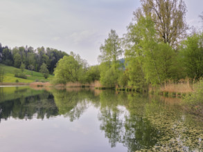 Birches and willows shedding their leaves, Türlersee, Hausen am Albis, Canton Zurich, Salix