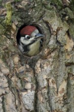 Great Spotted Woodpecker (Dendrocopos major) juvenile peering out from nest hole in tree, North