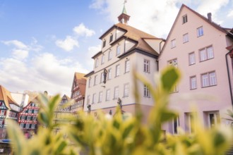 View of historic buildings with flowering plants in the foreground under a blue sky, town hall,