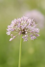 Mountain leek (Allium montanum, Allium senescens subsp. montanum), inflorescence, Bavaria, Germany