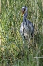 Grey Heron (Ardea cinerea) eating Common bleak (Alburnus alburnus), Mecklenburg-Western Pomerania,