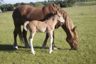 The Suffolk Punch Trust breeding colony, Hollesley, Suffolk, England, United Kingdom