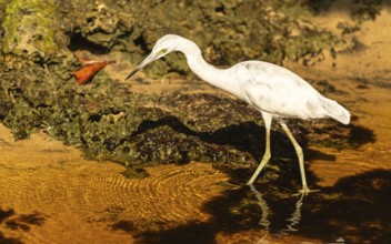 Juveniler Blaureiher (Ardea herodias) am Rio San Carlos