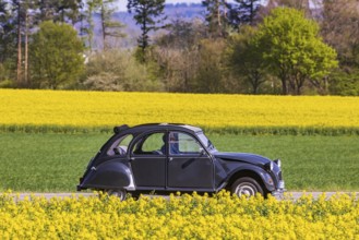 Country road with Citroën 2CV Ente car on the Swabian Alb with rape field in bloom.