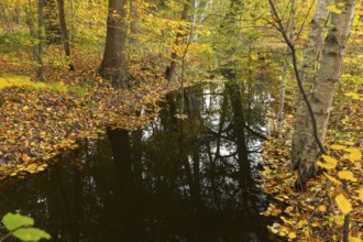 Water ditch in the forest with autumnal foliage colouring of the trees and reflection, Spreer