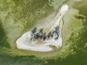 Aerial photograph, top down view of Liebesinsel at low tide, Mettnau peninsula, Radolfzell on Lake