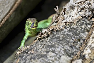 Sand lizard (Lacerta agilis), male in mating plumage, on woodpile, Switzerland
