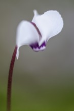 Early spring cyclamen (Cyclamen coum), Emsland, Lower Saxony, Germany