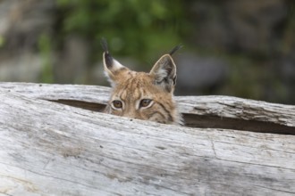 One Eurasian lynx, (Lynx lynx), hiding in a splittet log, only the head can be seen