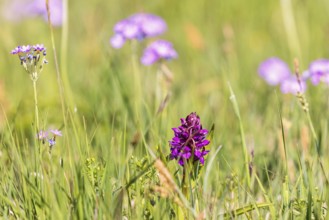 Early marsh-orchid (Dactylorhiza incarnata) blooming on a meadow with Bird's-eye primrose (Primula