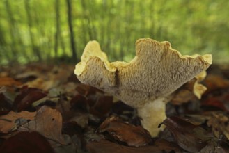 Hedgehog mushroom (Hydnum repandum), view from below, forest, surroundings, Bremthal, Eppstein,