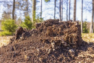 Tree stump with ants on a sunny early spring day in a forest