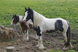 Shaggy horses in a pasture, Irish Tinker, Scotland, Great Britain