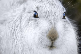 Close-up of mountain hare, snow hare (Lepus timidus) in white winter pelage resting in the hills in