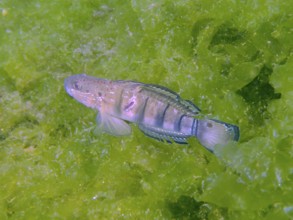 A striped fish, dredge goby (Amblygobius phalaena), swimming in dense green algae, dive site Secret