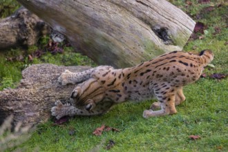 One young Eurasian lynx, (Lynx lynx), sharpens its claws on a piece of a tree trunk lying on the