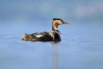 Great Crested Grebe (Podiceps Scalloped ribbonfish), with two chicks in plumage swimming in the