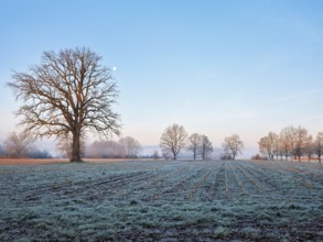 Morning atmosphere in the Siebeneichen nature reserve, with the Rigi in the background,
