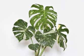Tropical Monstera Thai Constellation houseplant in front of white wall