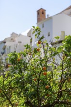 An orange tree blossoms in front of whitewashed houses in a peaceful rural village panorama,