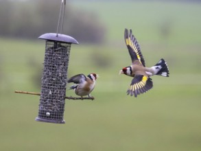 European Goldfinch (Carduelis carduelis), two adult birds fighting and squabbling over food, at