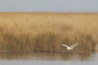 Great Egret (Ardea alba) flying, Lake Neusiedl, Austria