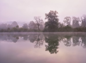 Morning atmosphere at the shallow lake with trees reflected in the water, Rottenschwil, Canton