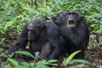 Two chimpanzees (Pan Troglodytes), adult male spawning, grooming in the jungle, Kibale National