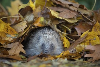 European hedgehog (Erinaceus europaeus) adult animal emerging from a pile of autumnal leaves in the