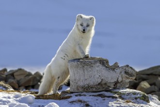 Arctic fox, white fox, polar fox (Vulpes lagopus) in thick winter coat leaning on whale vertebra on