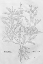 Cross sage, Salvia fruticosa (Salvia frutiocosa), woodcut by Leonhart Fuchs, from New Kreüterbuch,