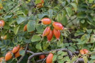 Rosehip rose (Rosa BOURGOGNE), EGA-Park, Erfurt, Thuringia, Germany