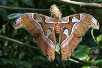 Freshly hatched Atlas moth (Attacus atlas), species peacock moth, distribution in the subtropics,