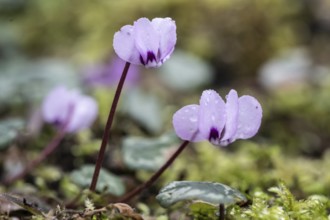 Early spring cyclamen (Cyclamen coum), Emsland, Lower Saxony, Germany