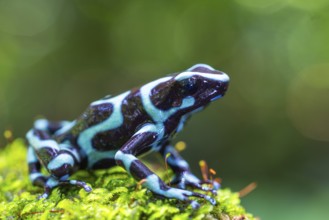 Golden tree climber (Dendrobates auratus), frogs (Rana), Alajuela, Costa Rica