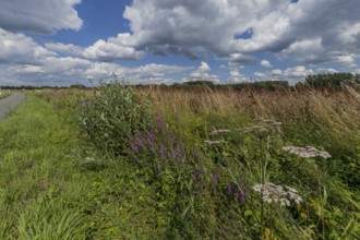 Flower meadow, weather, cloudy, nature, East Westphalia, Germany