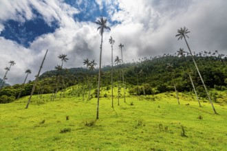 Wax palms largest palms in the world, Cocora valley, Unesco site coffee cultural landscape,