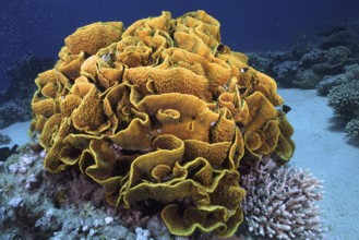 Yellow scroll coral (Turbinaria reniformis), Marsa Shona reef dive site, Egypt, Red Sea