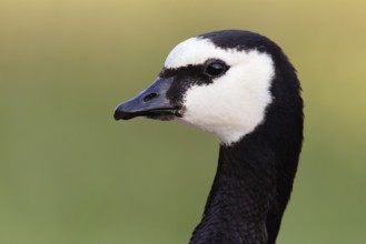 Barnacle Goose (Branta leucopsis)