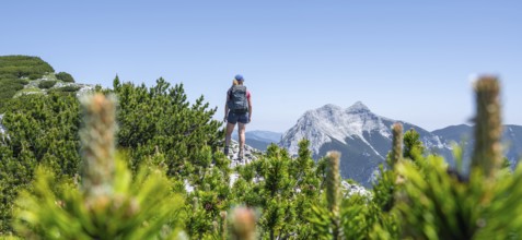 Mountaineer on the foresummit of the Hochunnütz with mountain pines, summit of the Seekarspitze