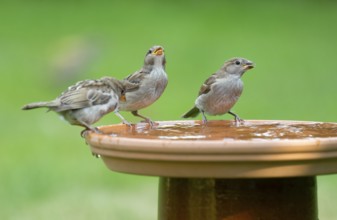House sparrows (Passer domesticus) standing on a bird bath and drinking water, Lower Saxony,