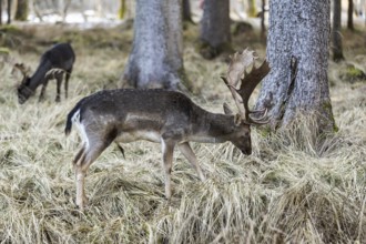 Fallow deer feeding, (Dama dama), portrait, male, captive, Landsberg am Lech Wildlife Park, Upper