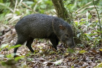 Collared peccary (Pecari tajacu) foraging in the rainforest, Corcovado National Park, Osa,